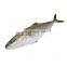 Frozen Japan yellowtail price with good quality