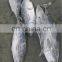 Bonito Fish Frozen Bonito Fish Little Tuna Euthynnus Affinis