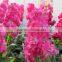 High grade new arrival transparent violet red purple
