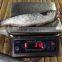 800-1000G Grey mullet and mugil cephalus