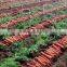 Chinese Natural Red Carrots