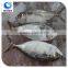 China Supplier Frozen Seafood Fish Indian Mackerel
