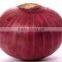 High quality red onion