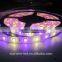 10w addressable rgbw led strip,waterproof led strip in China