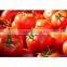 Canned Tomato Paste, Tomato Sauce