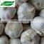 common white garlic 5