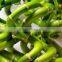top quality lucky bamboo with lower price 25cm spiral lucky bamboo