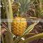 Chinese factory supply enzyme preparation bromelain 100,000u/g for sale