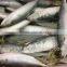 New Fishing Frozen IQF 60-70g Pacific Mackerel in 2016
