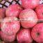 2014 New Crop fresh Fuji Apple, sweet red Fuji Apple Fruit From yantai,gansu /shanxi China