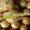 Fresh Yellow Onion Available for Shipment in Aug