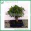 Mini Ficus Microcarpa Bonsai Tree