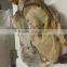 Live Pacific Oyster