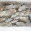 Frozen Butterfish Exporters 100-120g/pcs A