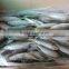 High quality horse mackerel(Decapterus maruadsi) 120-160 pcs