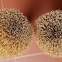 Bamboo stick for incense making or agarbati stick made in Vietnam unscented incense stick