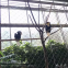 Stainless Steel Bird Protective Cage Fence Garden Wire Rope Cable Mesh Netting