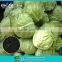 Leafy crops special fertilizer-RSSC organic fertilizer