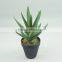Factory Price New Design Artificial Succulent Plants For Sale
