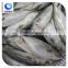 wholesale frozen fish Indian mackerel whole round