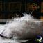 China supplier hot sale gray duck feather