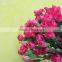 Reasonable price top sell factory flower carnation