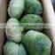 fresh green cabbage