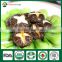 Mushroom Seller Agricultural Products Vegeatable Fresh Dried Shiitake Mushroom Log Shiitake Mushroom Spawn for Mushroom Farm