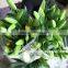 Beautiful Fresh Cut Lilium Flowers For Wedding Ceremony