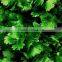Pure Coriander Oil For Export | 100% Natural Coriander Oil