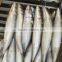 Chinese Factory Frozen Pacific Mackerel Price
