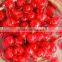 Syrup Preservation Process canned cherry