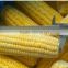 Shandong iqf frozen sweet corn cob yellow corn cob with bulk package