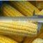 New crop iqf frozen yellow corn cob from China