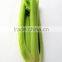 Frozen Vegetables Celery