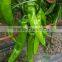 Chinese F1 Big Horn Hybrid Hot Pepper Seeds For Sale-3100