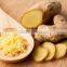 Fresh Ginger from Vietnam, High quality, organic, by HAGIMEX