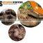 Wild Sarcodon Aspratus/ Sarcodon Aspratus Mushroom