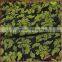 Metallic golden floral embroidery mesh fabric, shining all over embroidery design