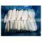 Dosidigus gigas squid tube EU quality treated