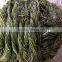 Chinese Seafood of Frozen Salted Kelp Cut Seaweed Buyer