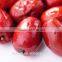 Chinese Roasted Dried Red Dates sale