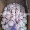 Normal White Fresh Garlic With Carton Mesh Bag