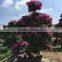 shaped and colors plants Bougainvillea spectabilis, paperflowers, young plants