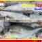 FROZEN MARUADSI WHOLE ROUND (ROUND SCAD)