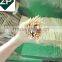 zhuping bamboo marshmallow roasting sticks wholesales