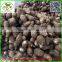 2015 China Fresh taro wholesale export