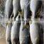 frozen yellow tail fish travelly fish yellowtail fish Seriola quinqueradiata