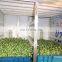 Best quality hydroponic peanut sprouting machine