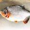Seafood wholesale frozen fish Red Pomfret
